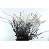 Actaea Brunette(zilverkaars)20