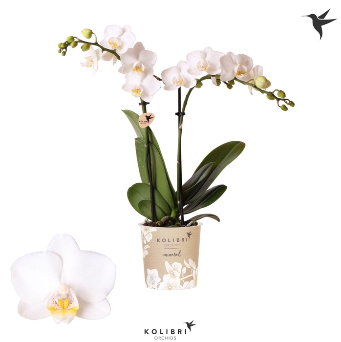 <h4>Kolibri Orchids Phalaenopsis FInland 2 spike</h4>