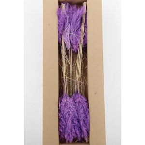 DF Pampas 115cm Milka