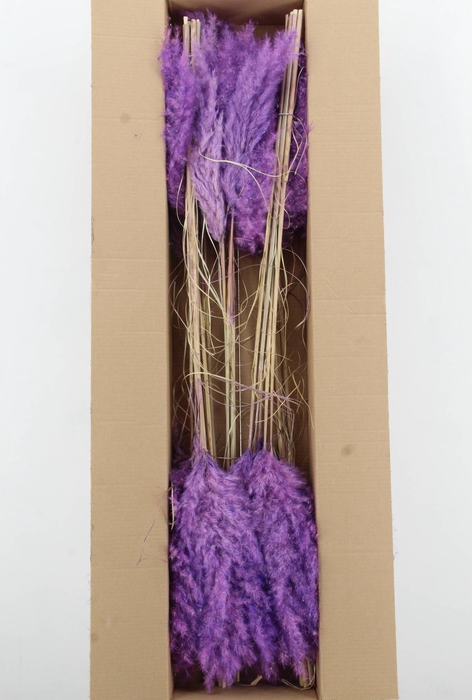 <h4>DF Pampas 115cm Milka</h4>