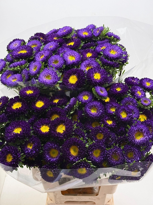 <h4>Callis Mats D Blauw</h4>