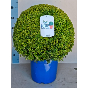 Buxus semp.   ...