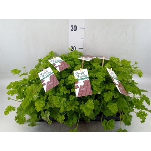 Pelargonium   ...mix smelling
