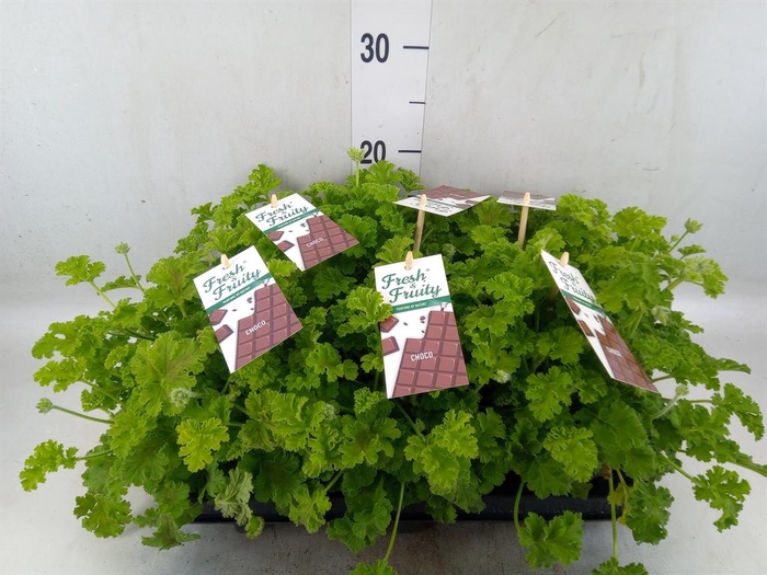 <h4>Pelargonium   ...mix smelling</h4>