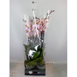 Phalaenopsis  'Anthura Madrid'
