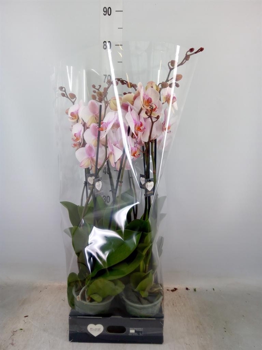 <h4>Phalaenopsis  'Anthura Madrid'</h4>