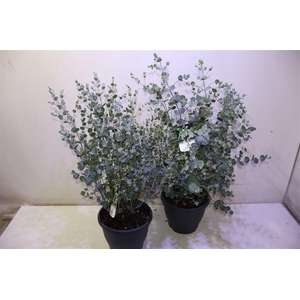 Eucal Gu Blue Ice