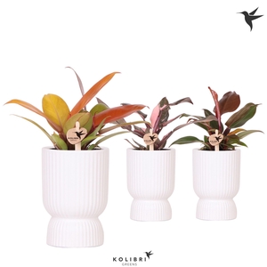Kolibri Greens Philodendron mix in Diabolo pot white