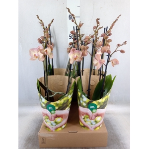 Phalaenopsis  'Ant Varese'