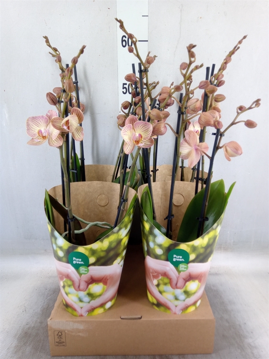 <h4>Phalaenopsis  'Ant Varese'</h4>