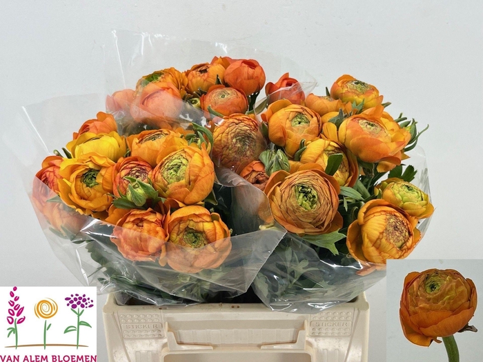 <h4>RAN AAZUR ORANGE</h4>