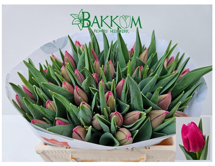 <h4>TU EN LADY BELL</h4>