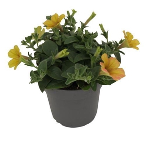 Petunia Cascadias® Indian Summer