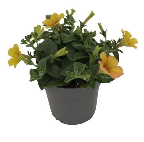 <h4>Petunia Cascadias® Indian Summer</h4>