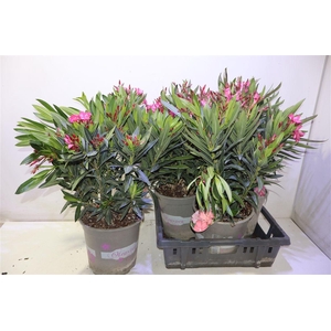 arr8 Nerium Oleander Ov