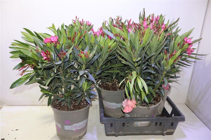 <h4>arr8 Nerium Oleander Ov</h4>