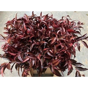 LEUCOTHOE KLBH RED