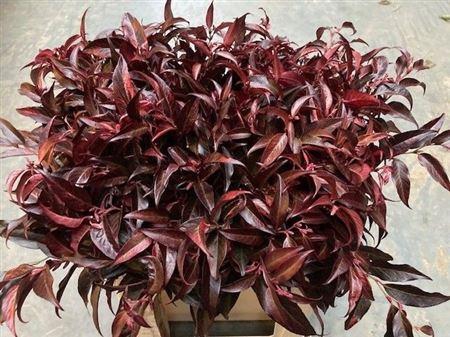 <h4>Leucothoe Klbh Rood</h4>