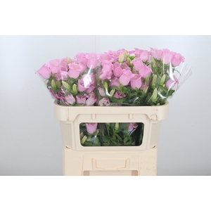 Campanula Cham Pink