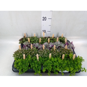 Planten  ..mix
