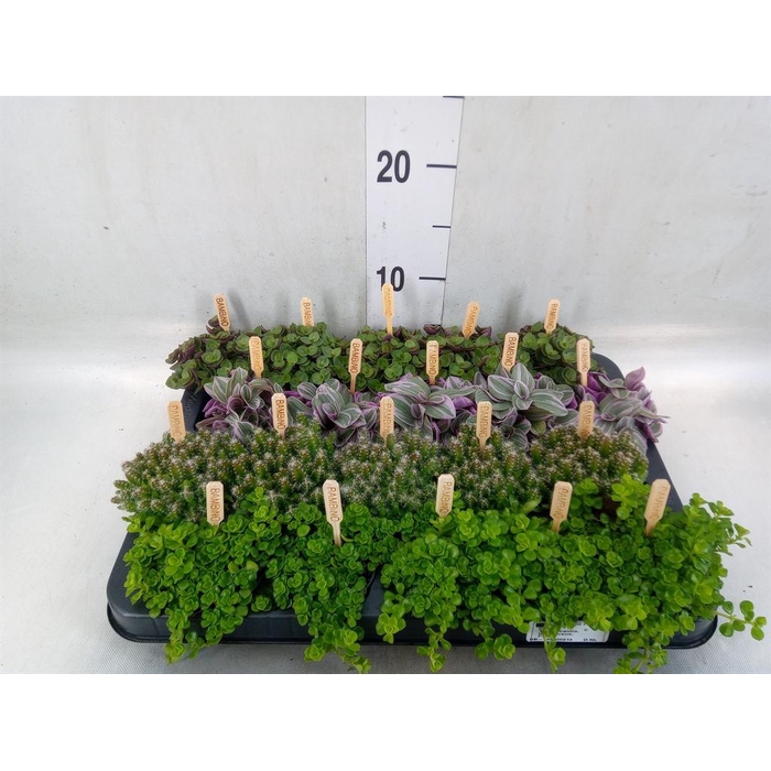 <h4>Planten  ..mix</h4>