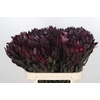 Leucadendron Saf Sunset Dark R.