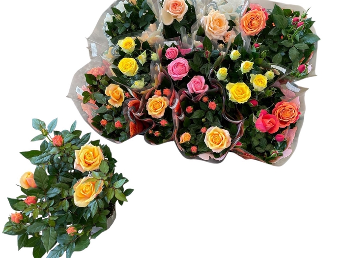 <h4>RO KORDAN GRANDE GEM</h4>