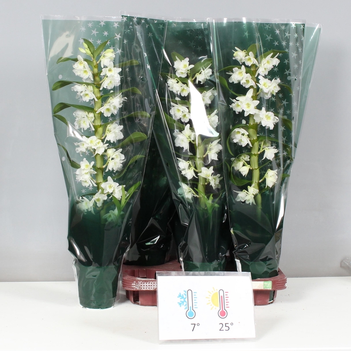 <h4>DENDR N SC APOLLON</h4>