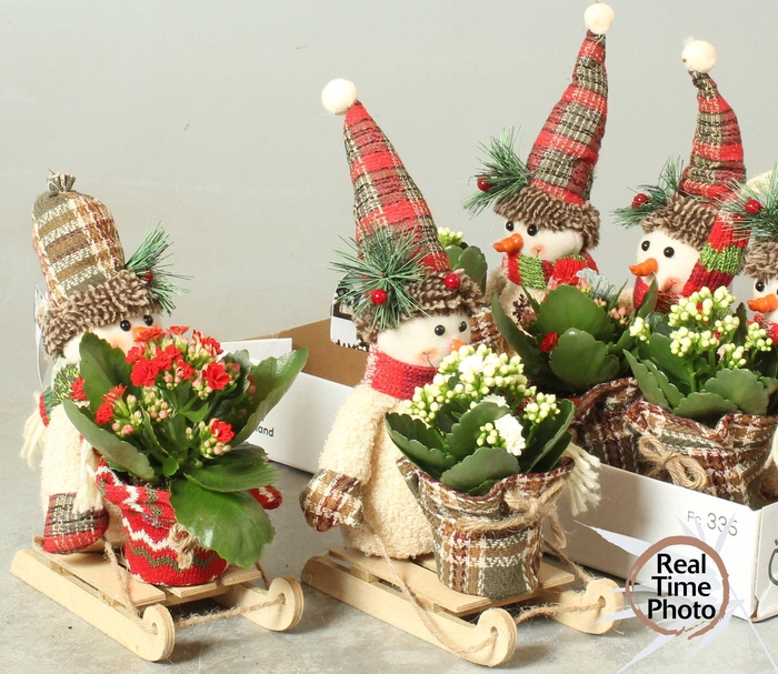 <h4>ARR KAMERPL</h4>