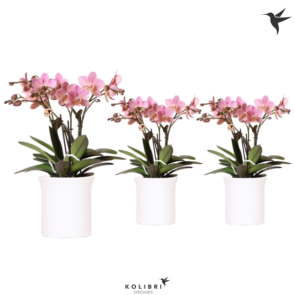 <h4>Kolibri Orchids Phalaenopsis Trevisso in Furrow white</h4>