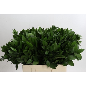 Ruscus Hypophyllum