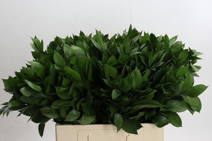 <h4>Ruscus Hypophyllum</h4>