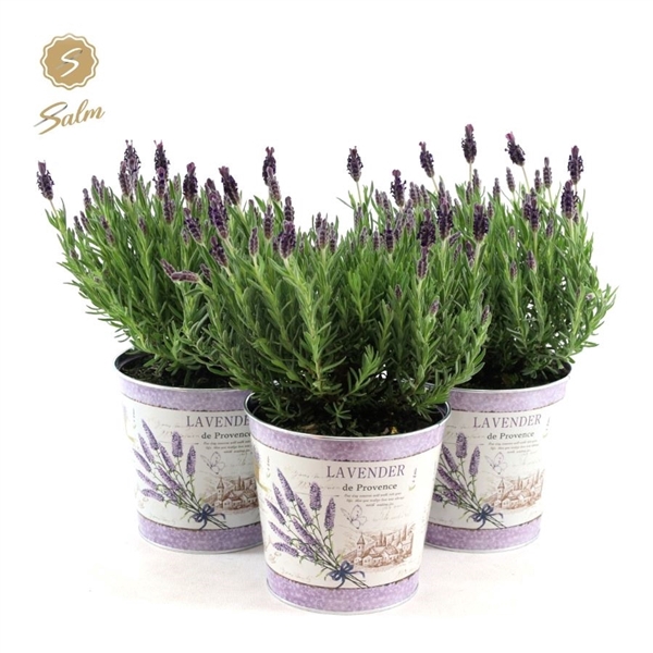 <h4>Lavandula st. 'Anouk'® Collection P15 in Zinc Lavender</h4>