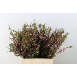 Chamelaucium uncinatum 'Early Nir'