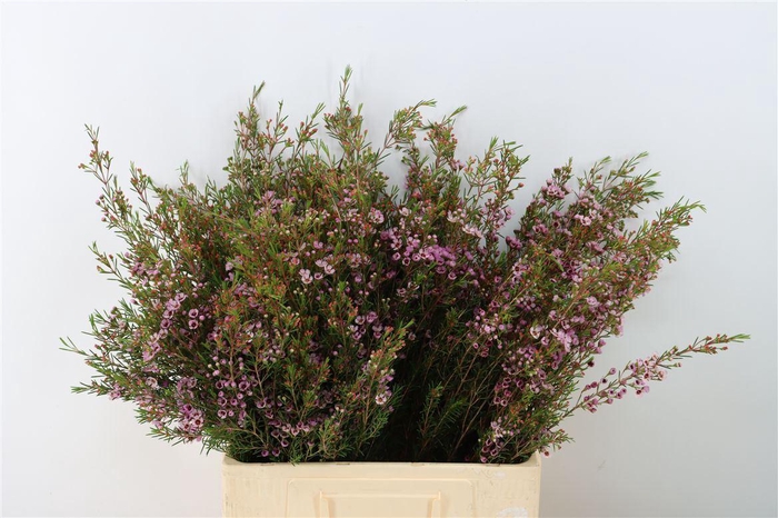 <h4>Chamelaucium uncinatum 'Early Nir'</h4>
