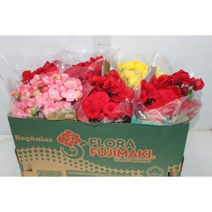 BEGONIA P15