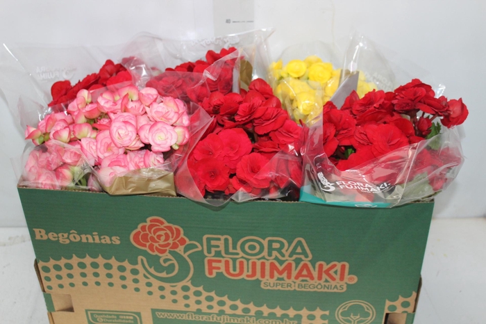 <h4>BEGONIA P15</h4>