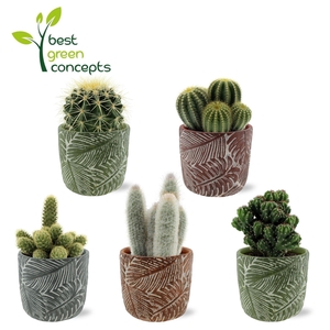 CACTUS OV