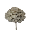 Pine cone cut 5-7cm on stem Frosted White