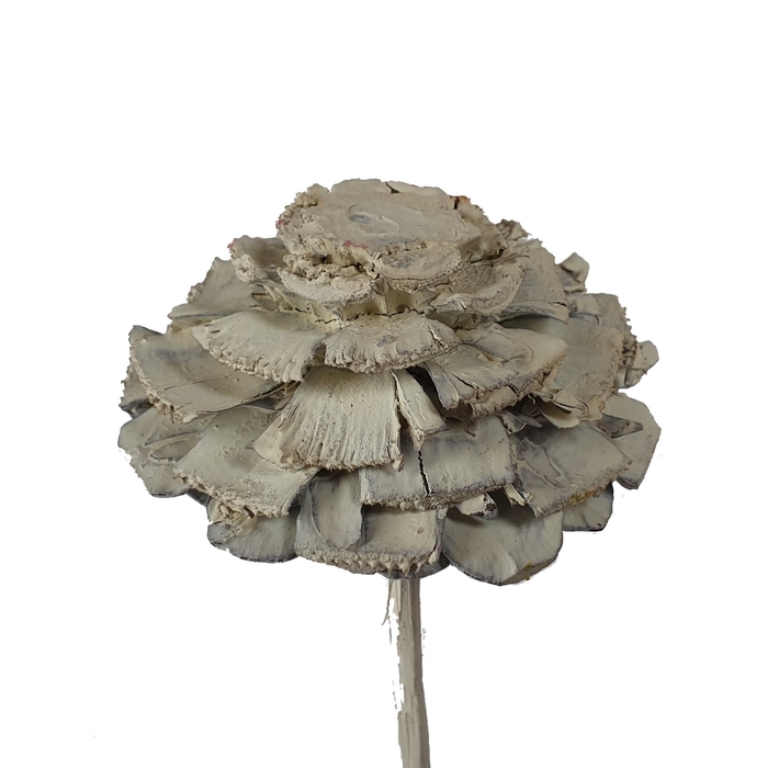 Pine cone cut 5-7cm on stem Frosted White
