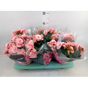 Begonia elat. DU 'Borias'