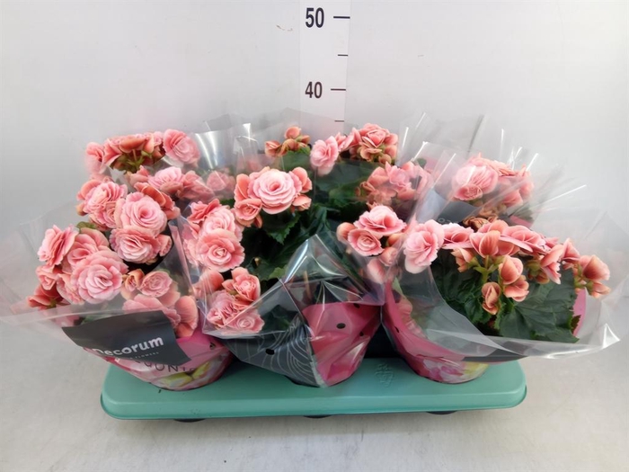 <h4>Begonia elat. DU 'Borias'</h4>