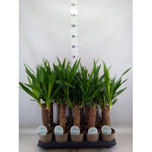Yucca