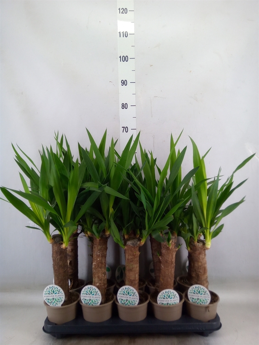 <h4>Yucca</h4>