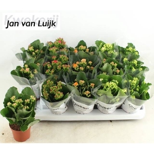 KAL EN GEM 5 KL