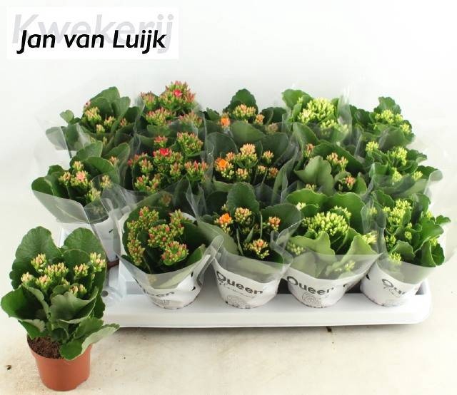 KAL EN GEM 5 KL