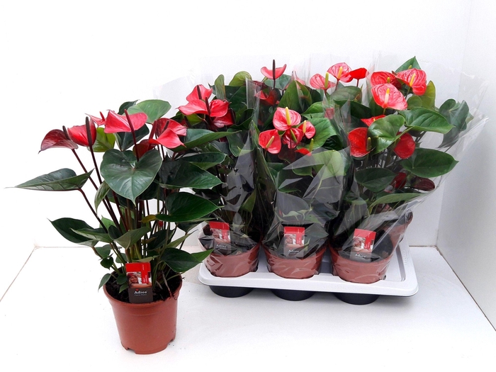 <h4>ANTHU AN RED MIX</h4>