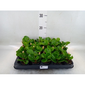 Peperomia obt. 'Green Gold'