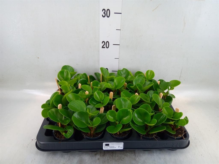 <h4>Peperomia obt. 'Green Gold'</h4>