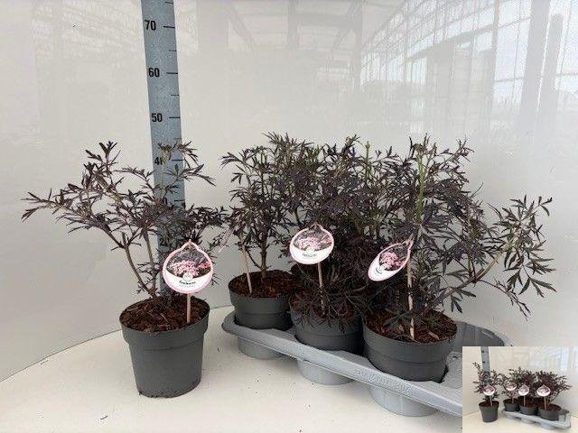 <h4>SAMB NI BLACK LACE</h4>